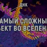 ДНК создал Бог Самые свежие научные данные о строении Как работает информация для жизни организмов