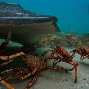 The Incredible Unity Of The Spider Crab Spy In The Ocean BBC