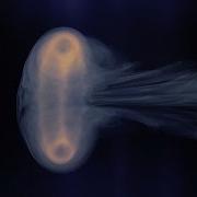 The Vortex Ring Close Up In Slow Motion