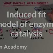 Induced Fit Model Of Enzyme Catalysis Chemical Processes MCAT Khan Academy
