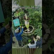 Chanel The Corpse Flower Timelapse Conservatory Of Flowers