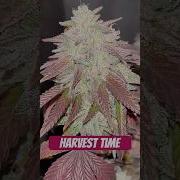 Mimosa Gushers Strain Flower Day 57 XXL LST Scrog 420 Seedtoharvest Crazybud