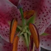 TF121 Time Lapse Flower FREE FOOTAGE