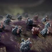 Apoptosis Animation