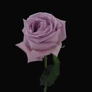 Time Lapse Of Dying Purple Ocean Song Rose Stock Video