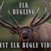Best Elk Call Video Elk Bugling Compilation During The Rut With HD Audio Nature S Best Sounds 4K