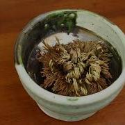 Rose Of Jericho Resurrection Time Lapse