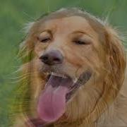 Dog Morph