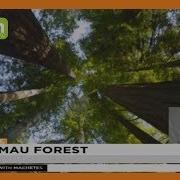 I INSIDE MAU FOREST The Initial Greed That Put Mau On Its Death Bed Part 1