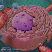 Overview Of Cell Structure