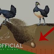 4 Birds That Bury Their Eggs And Walk Away Animal Documentary BBTV Official
