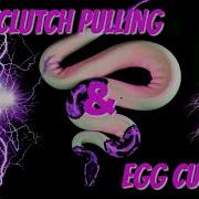 Ball Python Egg Pulling Clutch Cutting
