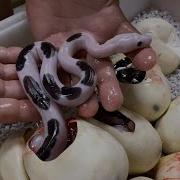 PANDA PIED Totally Worth The Wait