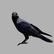 As The Crow Flies
