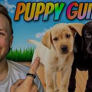 Puppy TRAINING The FIRST 5 Things To Teach Any Puppy