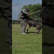 REM Loves His Bitework Germanshepherd Dogtraining Gsd