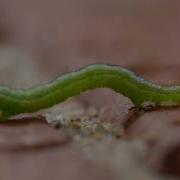 Inchworm Geometridae Caterpillar