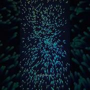 Creative Coding Flocking Generativeart Simulation Programmingart