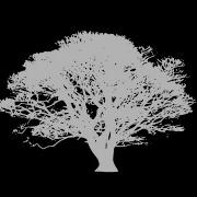 CSS Tree Animation