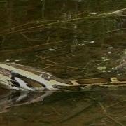 Python Stalks Alligator 03 Dangerous Animals In Florida