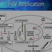 Basic Course In HIV Pathophysiology And Natural History Of HIV Infection