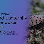 Insects To Know Spotted Lanternfly And Periodical Cicadas Four Seasons Gardening Webinar