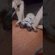 Spiders Biting Down