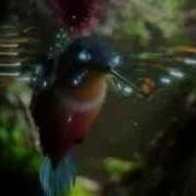 Sample Video Avi