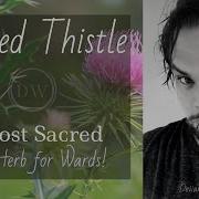 A MOST SACRED HERB BLESSED THISTLE