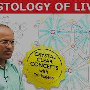 Hepatocytes And Portal Vein Liver Histology Dr Najeeb