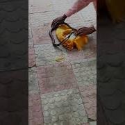 Snakecharmer Snake Sarpdarshan Madari Temple
