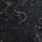 See How Wildly A Jumping Earthworm Wriggles Science News