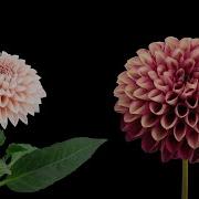 Blooming Flowers Timelapse