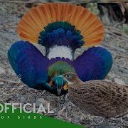 30 Most Beautiful Creatures On Earth Order Galliformes Wildlife Documentary BBTV Official