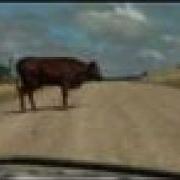 IDFA 2007 Trailer Keiskamma