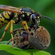The Life Of A Yellow Jacket