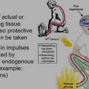 2113 Chapter 13 The Peripheral Nervous System Part A