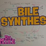 Bile Synthesis Bile Acids And Salts