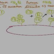 Complement System Membrane Attack Complex Formation
