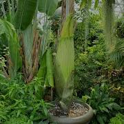 Missouri Botanical Garden Corpse Flower Live Stream 2021