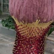 Corpse Flower 2020 Spathe Removal For Pollen Collection
