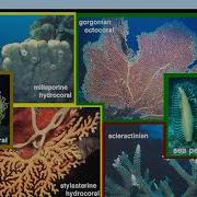 Chapter 33 Overview Of Invertebrates