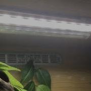 WHITE PYTHON LED LIGHTING