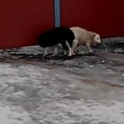 собаки слиплись