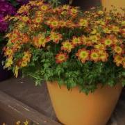 2016 Spring Trials Danziger