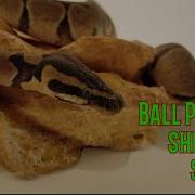Ball Python Shedding Stages Shedding Process