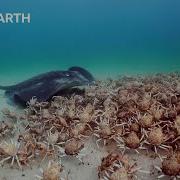 Армия крабов защищает робота шпиона от ската Шпион в океане BBC Earth