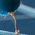 Kinesin Walking Animation 3D Molecular Motor With Cargo