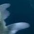 The Chemical Brothers The Salmon Dance Official Music Video