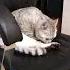 Золотое правило юмор прикольныекоты кот коты веселыекоты Cat смехпродлеваетжизнь прикол мем